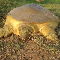 Nubian Flapshell Turtle, one of several species in the Uproar Conservation Challenge of the Indianapolis Zoo (photo credit: Luca Luiselli)