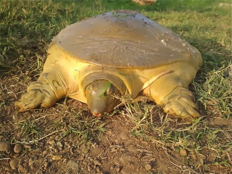 Nubian Flapshell Turtle, one of several species in the Uproar Conservation Challenge of the Indianapolis Zoo (photo credit: Luca Luiselli)