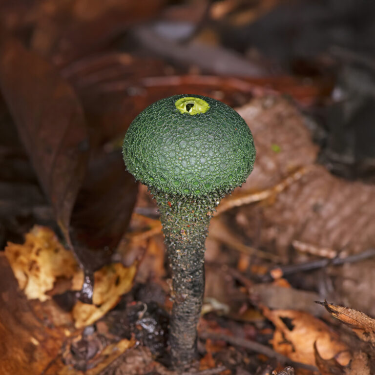 Green Stomach Fungus