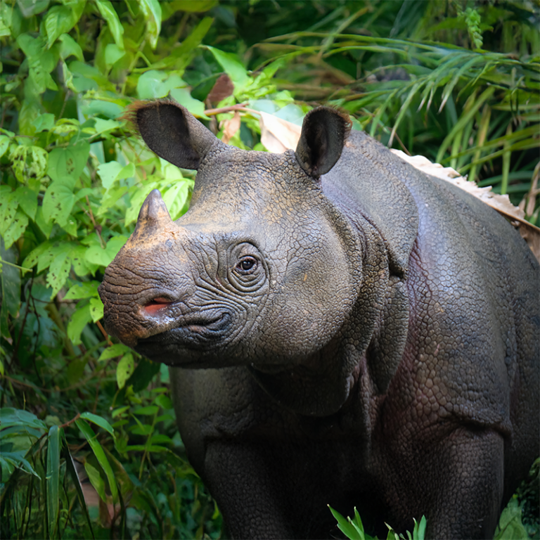 javan rhino