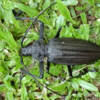 Giant Fijian Longhorn Beetle (Xixuthrus heros)