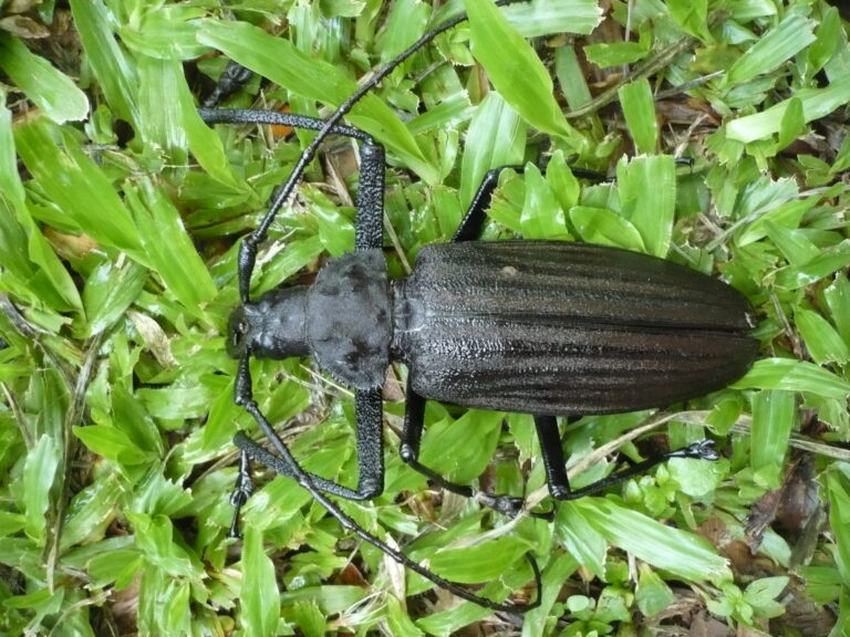 Giant Fijian Longhorn Beetle (Xixuthrus heros)